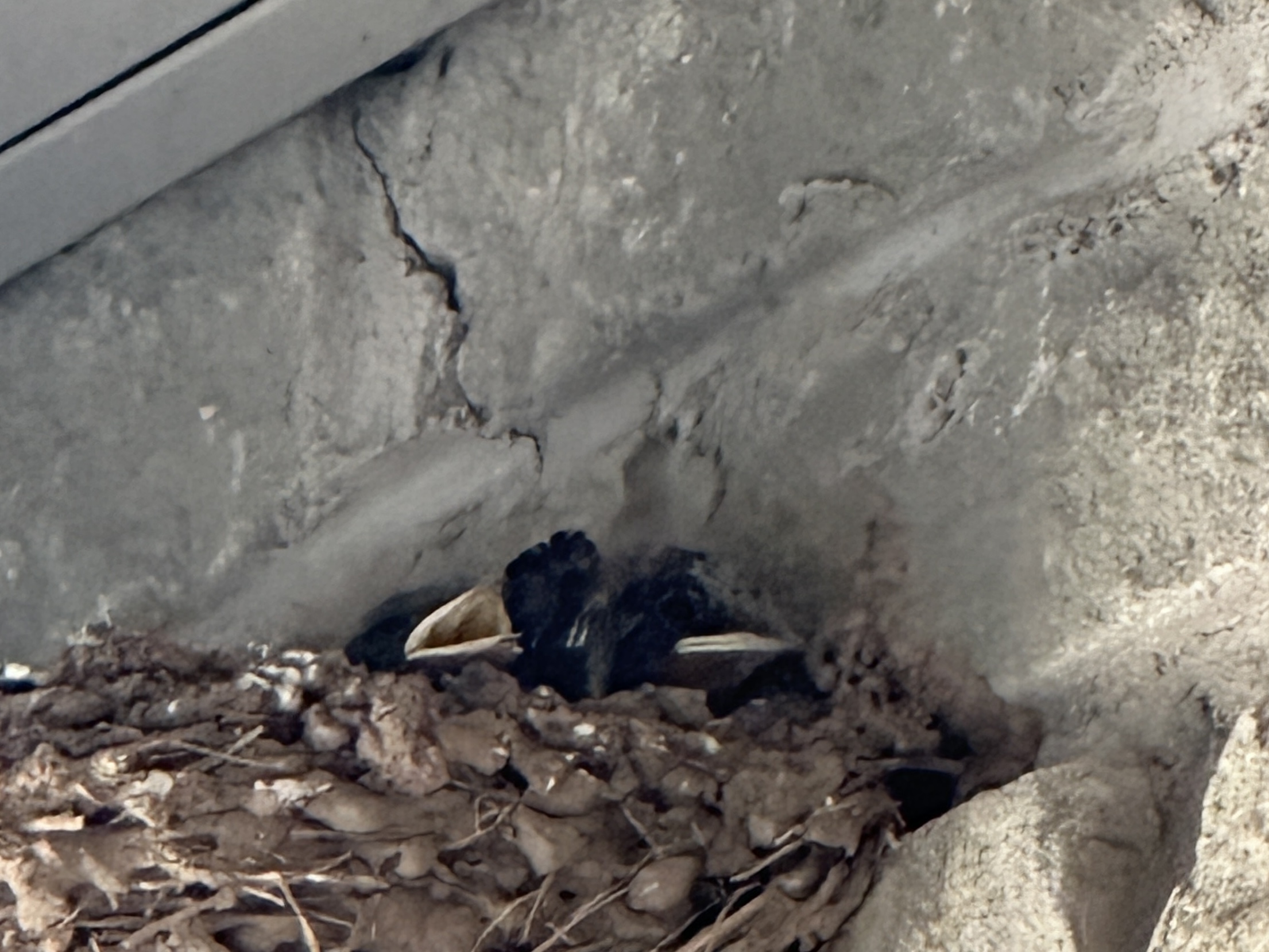 Baby swallows at birth