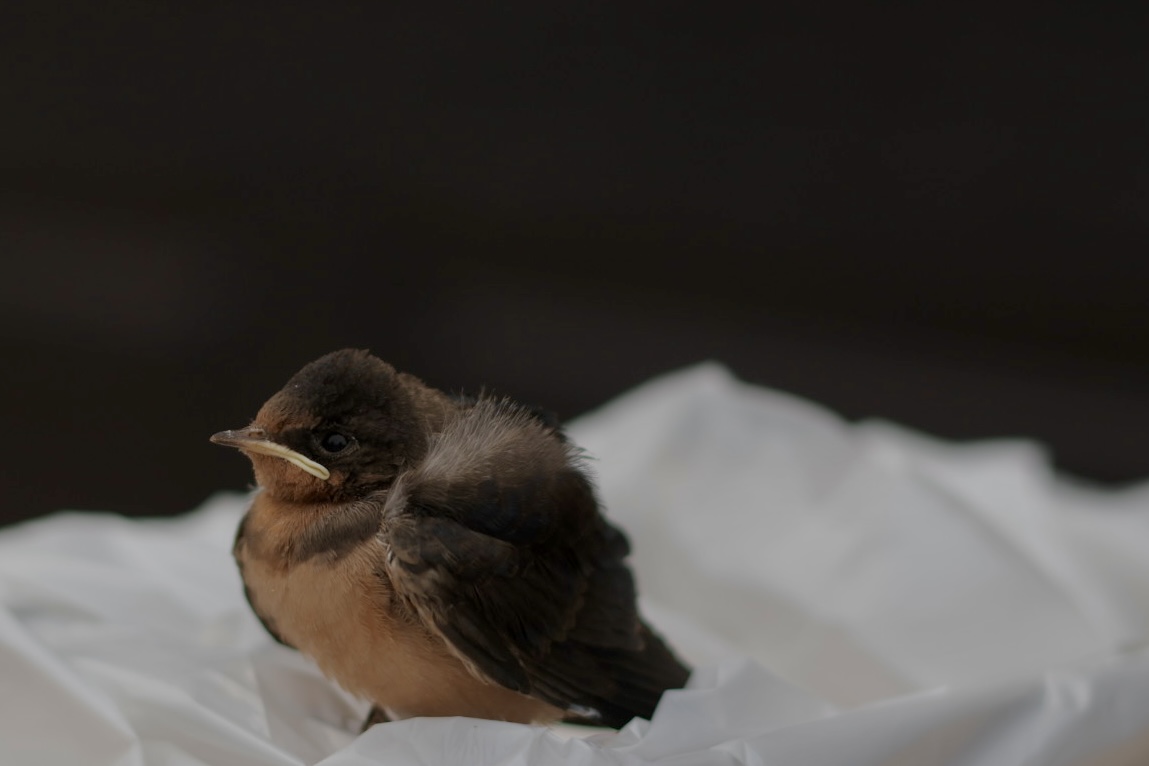 The odd duckling